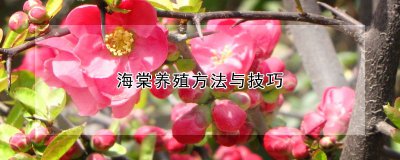 海棠养殖方法与技巧 海棠种植技巧与方法
海棠种植要点及技巧
