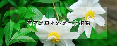 芍药属于草本还是木本植物 芍药花朵的特点