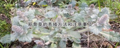 筋骨草的养殖方法和注意事项 筋骨草的种植技巧及注意事项