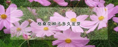 格?；ㄖ肿佣喑な奔淇梢苑⒀?格桑花的光照需求