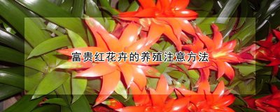 富贵红花卉如何养殖 如何种植富贵红花？