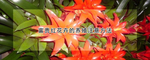 富贵红花卉如何养殖