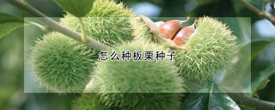 板栗种子如何种植 用板栗种子如何种植
栽培板栗种子的方法