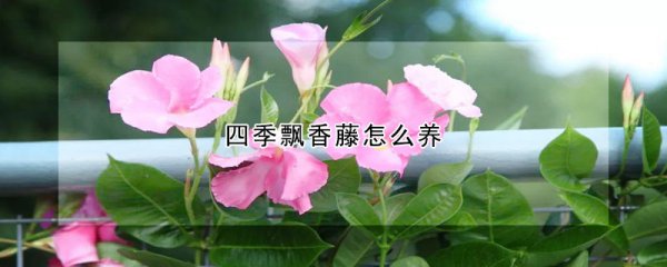 四季飘香藤如何养
