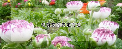 毛茛花的养殖方法 种植毛茛花的方法
毛茛花的种植技巧