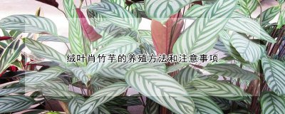 绒叶肖竹芋怎么养殖 怎样种植绒叶肖竹芋？
肖竹芋的养殖技巧