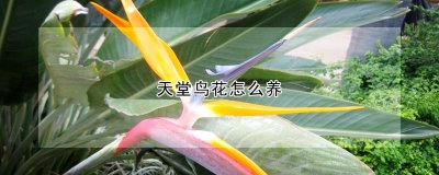 天堂鸟花怎么养 如何养护天堂鸟花
天堂鸟花的养护技巧