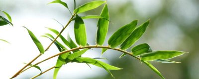 凤尾竹怎样分株 凤尾竹如何繁殖