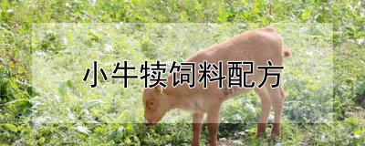 小牛犊饲料怎么配 小牛犊饲料的合理搭配方法