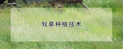 牧草种植技术 采用牧草种植技术
优化牧草种植技术