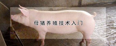 母猪养殖技术入门 学习母猪养殖技术入门
初学母猪养殖技术