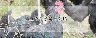 五个爪子是哪种鸡 五爪鸡是什么品种