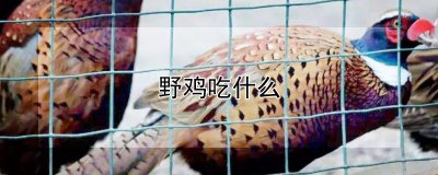 野鸡吃什么 野鸡的食物选择