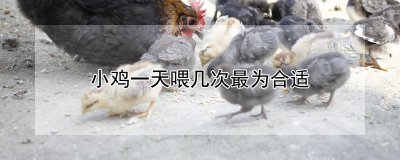 小鸡一天喂多少次最为合适 小鸡应该一天喂几顿饲料最合适？