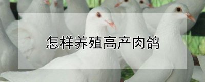 高产肉鸽的养殖方法 高产肉鸽的养殖方法
高效肉鸽养殖技巧