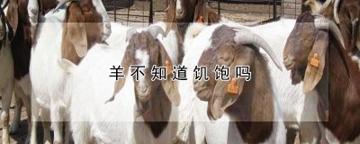 羊知道饥饱吗 羊怎么判断是否吃饱
