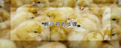 孵小鸡的步骤 孵化小鸡的步骤