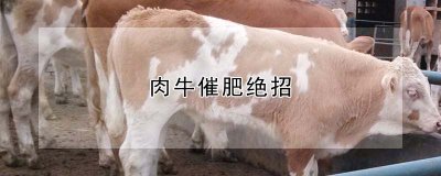 肉牛催肥绝招 肉牛催肥的最佳方法
肉牛肥养秘诀