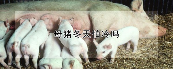 母猪冬季怕不怕冷