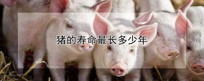 猪可以活多久 猪的饲喂管理
