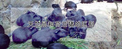 天竺鼠和荷兰猪有什么不同 天竺鼠生长在哪里