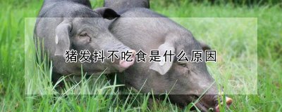 猪发抖不吃食的原因 猪为何不吃食发抖？
