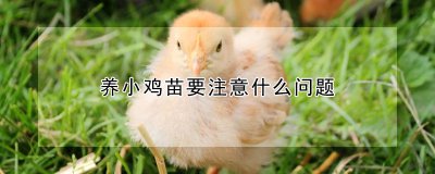 养小鸡苗的注意事项 小鸡苗养护要点