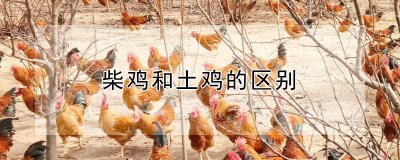 柴鸡和土鸡有什么不同 柴鸡与土鸡的区别是什么？