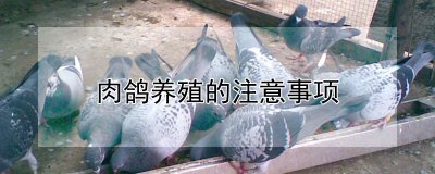 肉鸽养殖要注意什么 肉鸽养殖的关键注意事项