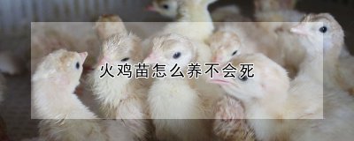 火鸡苗怎么养不会死 如何养火鸡苗避免死亡
