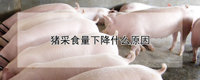 猪采食量为什么下降 猪的食量为何减少？