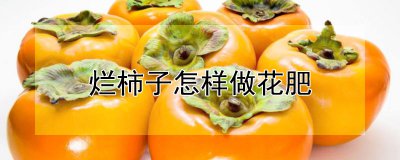 烂柿子做花肥方法 用烂柿子做花肥方法
烂柿子肥料的用法