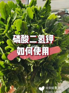 哪些花喜欢磷酸二氢钾 哪种花需要磷酸二氢钾？