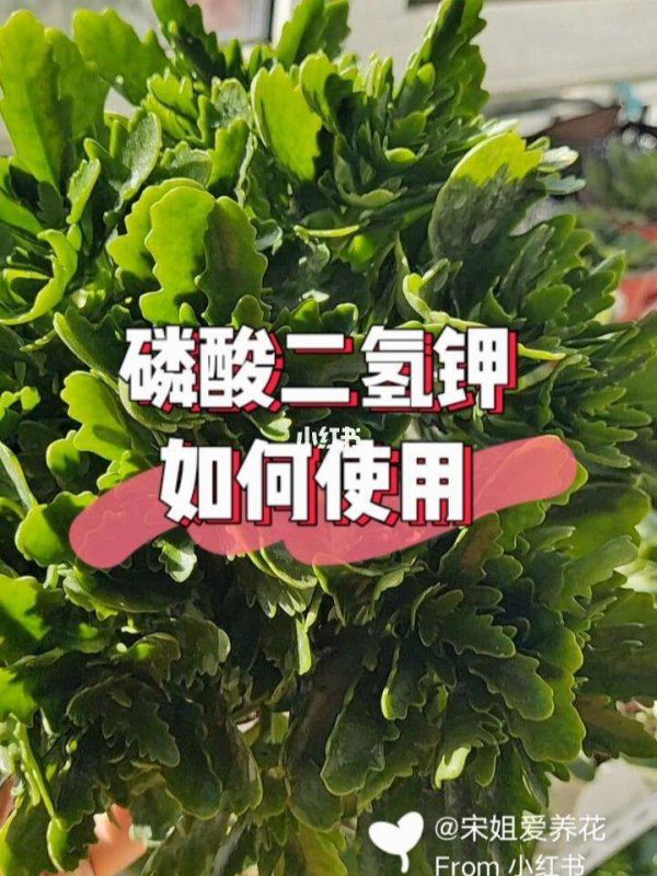 哪些花喜欢磷酸二氢钾