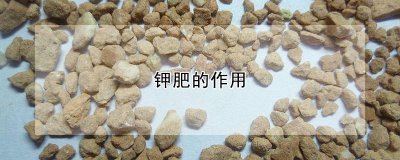 钾肥的作用 钾肥的功效