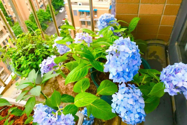 自制花肥最简单的方法