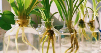 水培植物可以施加什么肥料 水培植物的肥料选择