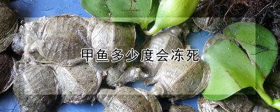 甲鱼多少度会冻死 甲鱼何时会被冻死？