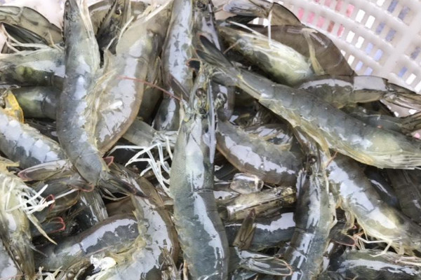 南美白对虾怎么养殖