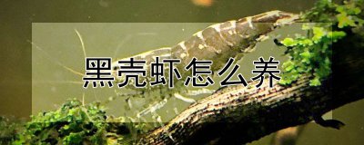 黑壳虾怎么养 如何养黑壳虾
怎样合适地养黑壳虾