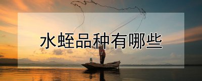 水蛭品种有哪些 水蛭的种类有哪些？
水蛭品种有哪些？