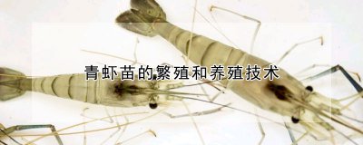 青虾苗的繁殖和养殖技术 青虾苗的繁育和养殖技巧