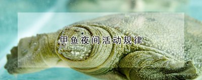 甲鱼夜间活动有什么规律 甲鱼的生活习性