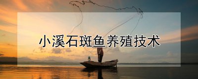 小溪石斑鱼怎么养殖 小溪石斑鱼如何进行养殖？