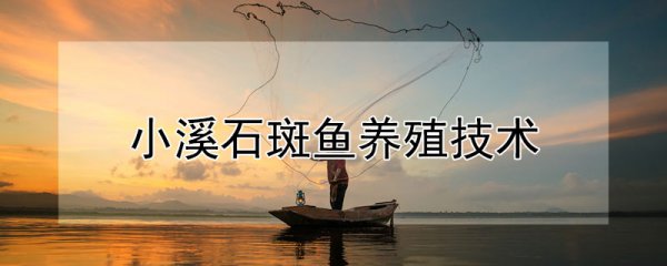 小溪石斑鱼怎么养殖