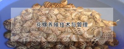 花螺如何养殖与管理 如何种植和管理花螺