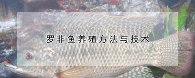 罗非鱼养殖方法与技术 罗非鱼养殖技巧与方法