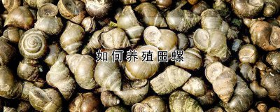 如何养殖田螺 以养殖田螺的方法
养殖田螺的技巧