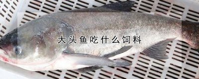 大头鱼吃哪种饲料 大头鱼的放养时间