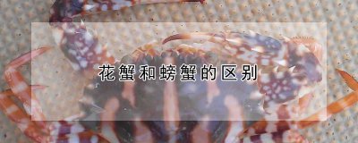 花蟹和螃蟹有什么不同 花蟹和螃蟹的区别在哪里？
